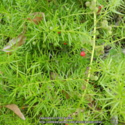 Location: Macleay Island, Queensland, Australia
Date: 2014-03-05
Enter Asparagus Fern. Exit native flora. Highly invasive.