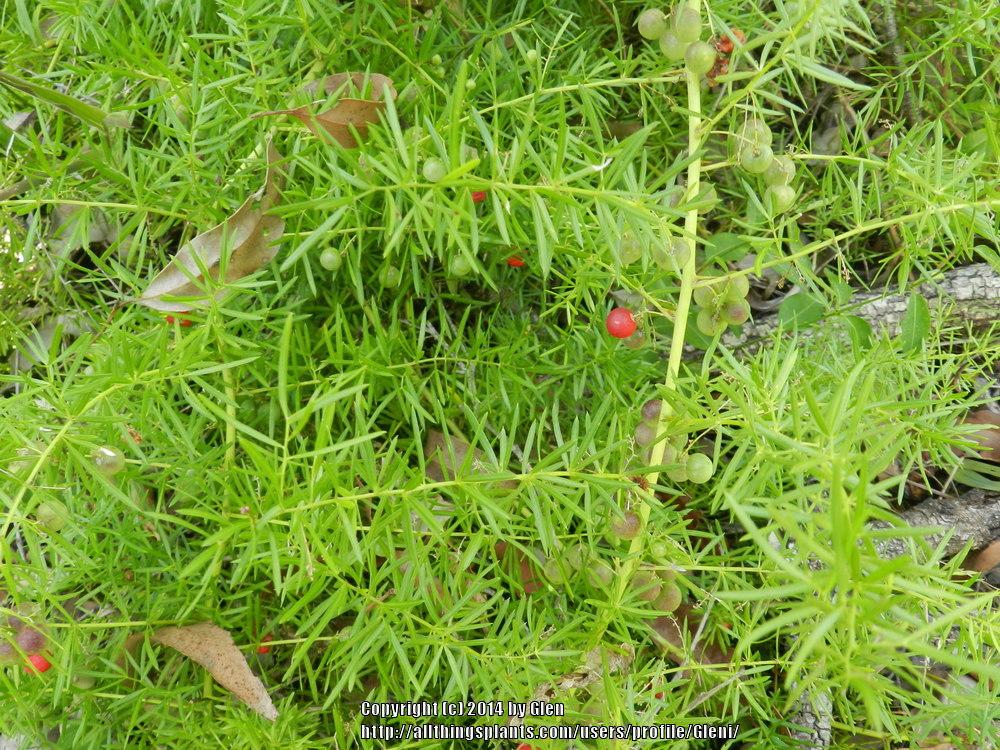 Photo of Asparagus Fern (Asparagus densiflorus 'Sprengeri') uploaded by Gleni