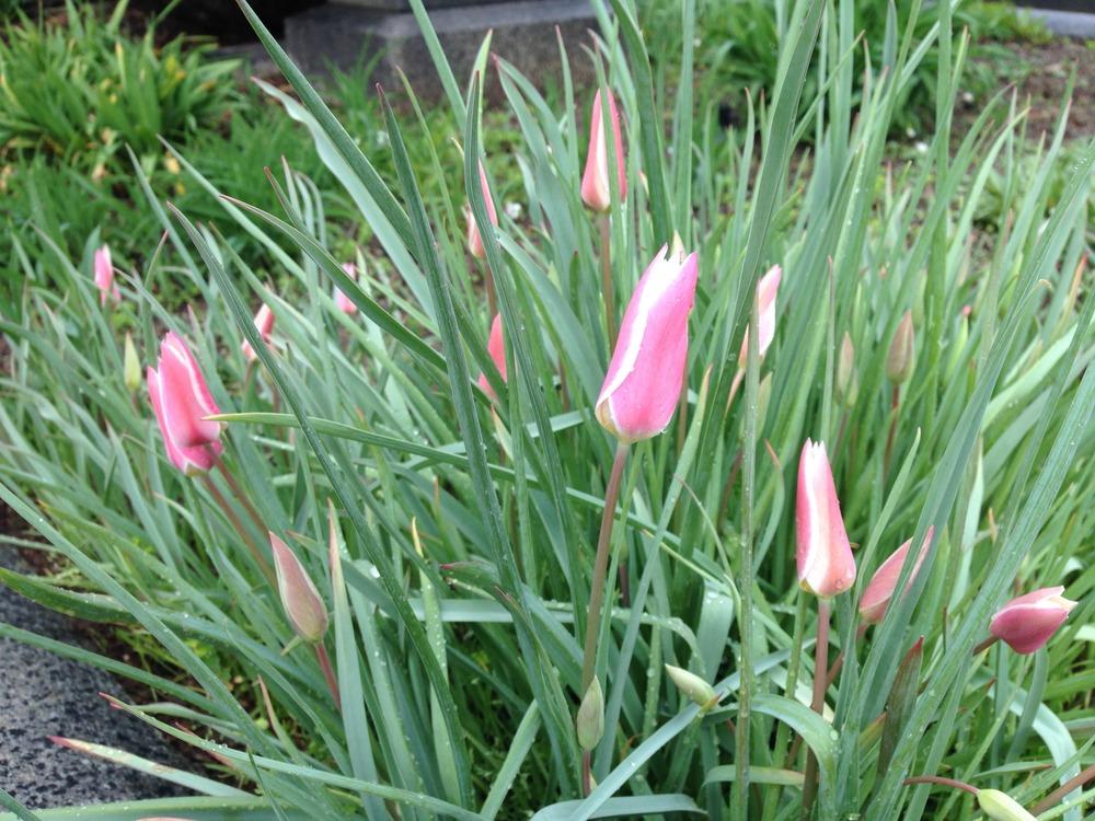 Photo of Lady Tulip (Tulipa clusiana 'Lady Jane') uploaded by HamiltonSquare