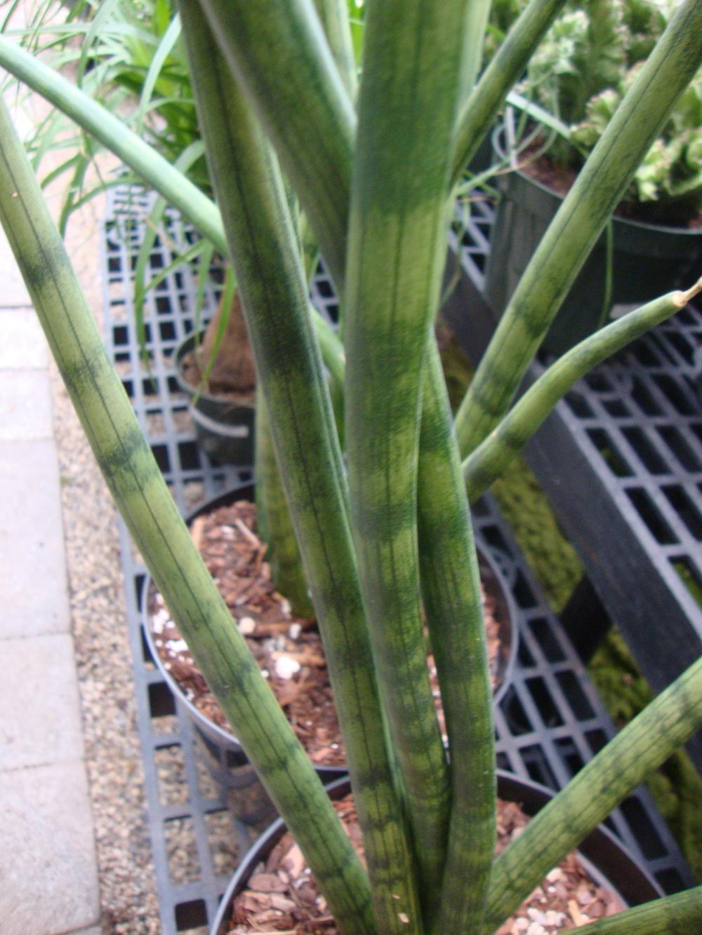 Photo of Snake Plant (Dracaena angolensis) uploaded by Paul2032