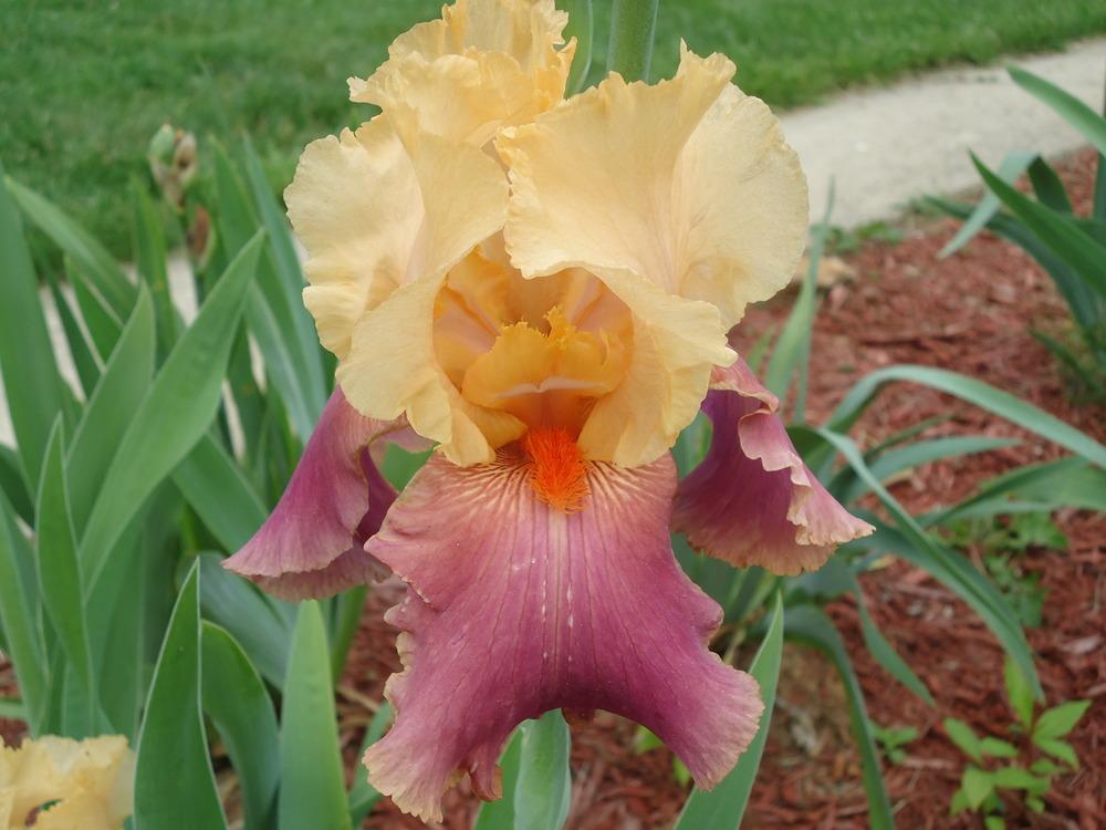 Photo of Tall Bearded Iris (Iris 'Frimousse') uploaded by Fillup