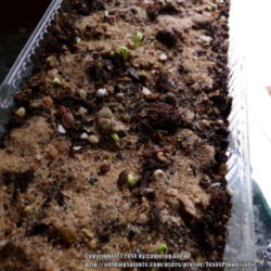Location: Plano, TX
Date: 2014-03-05
A tray of stapelia seedlings