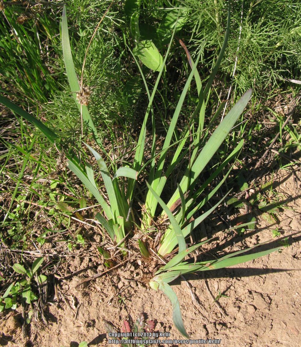 Photo of California Blue-Eyed Grass (Sisyrinchium bellum) uploaded by Kelli