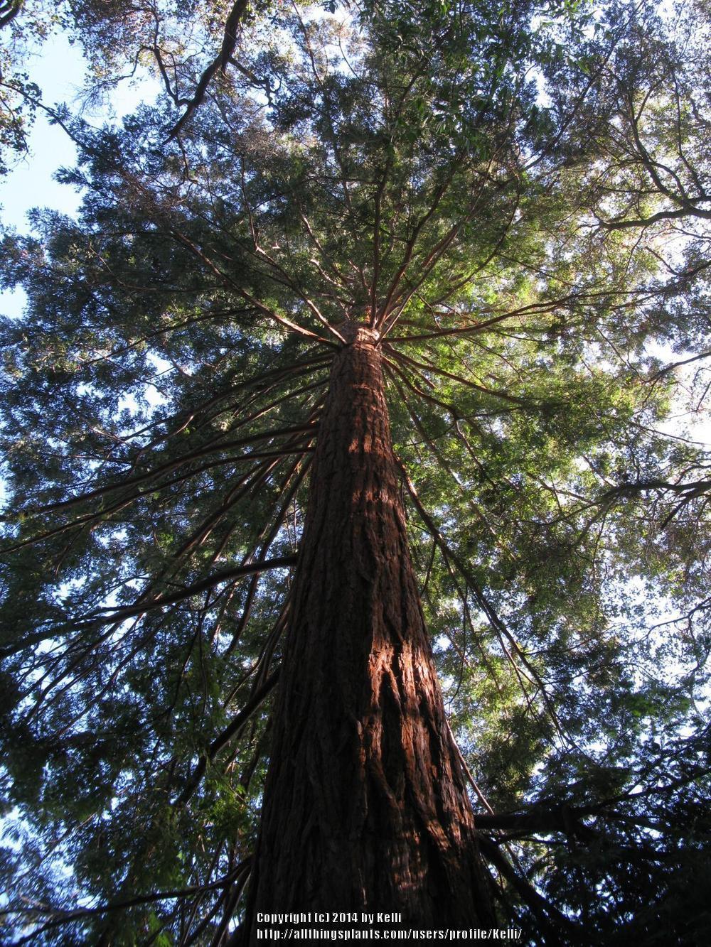 Photo of Redwood (Sequoia sempervirens) uploaded by Kelli