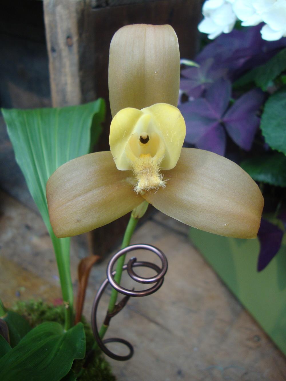 Photo of Orchid (Lycaste lasioglossa) uploaded by Paul2032