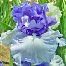 Location: My Gardens
Date: June 5, 2008
A Single Bloom