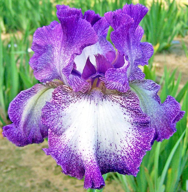 Photo of Tall Bearded Iris (Iris 'Mariposa Autumn') uploaded by TBGDN