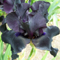 Location: My Gardens
Date: June 3, 2008
A Favorite Dark Iris