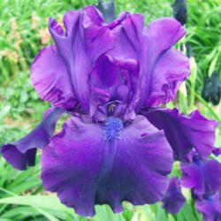 Location: My Gardens
Date: June 4, 2008
A Gorgeous Iris: The Camera Cannot Do Justice!