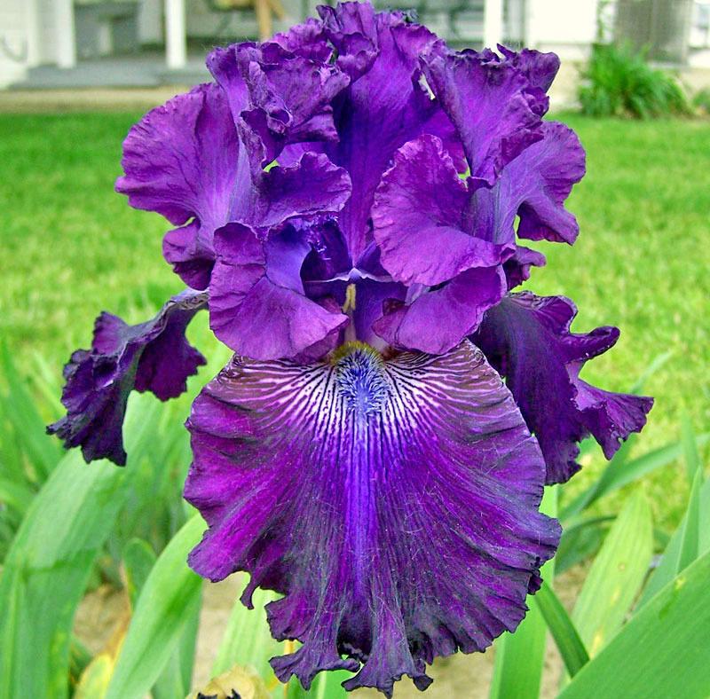 Photo of Tall Bearded Iris (Iris 'Hollywood Nights') uploaded by TBGDN