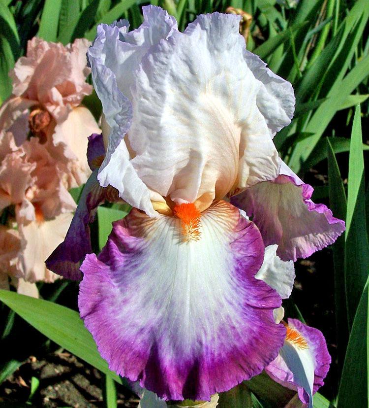 Photo of Tall Bearded Iris (Iris 'Bold Fashion') uploaded by TBGDN