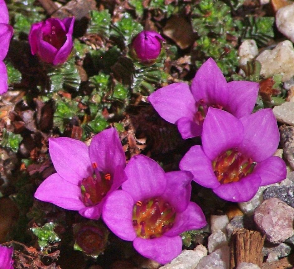 Photo of Purple Saxifrage (Saxifraga oppositifolia 'Theoden') uploaded by dirtdorphins