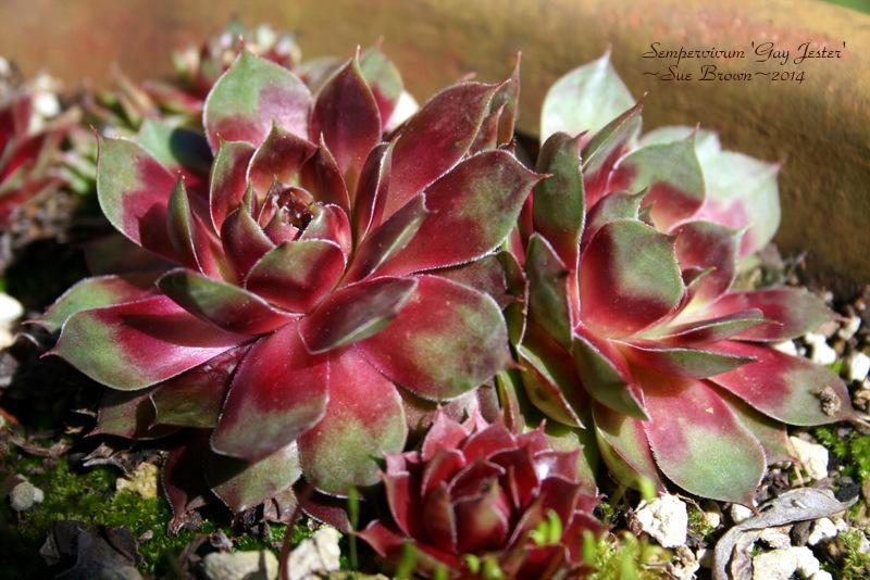 Photo of Hen and Chicks (Sempervivum 'Gay Jester') uploaded by Calif_Sue
