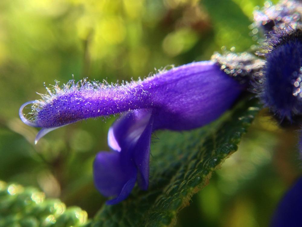 Photo of Sage (Salvia corrugata) uploaded by HamiltonSquare