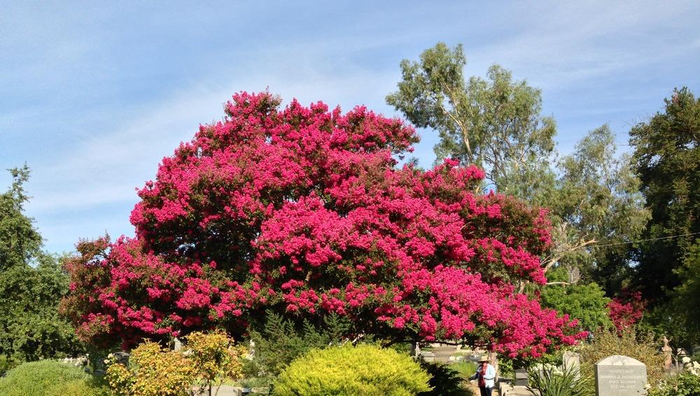 Photo of Crepe Myrtle (Lagerstroemia indica) uploaded by HamiltonSquare