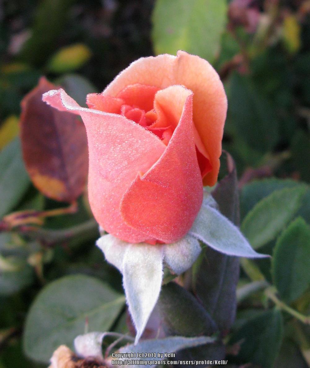 Photo of Rose (Rosa 'Brandy') uploaded by Kelli