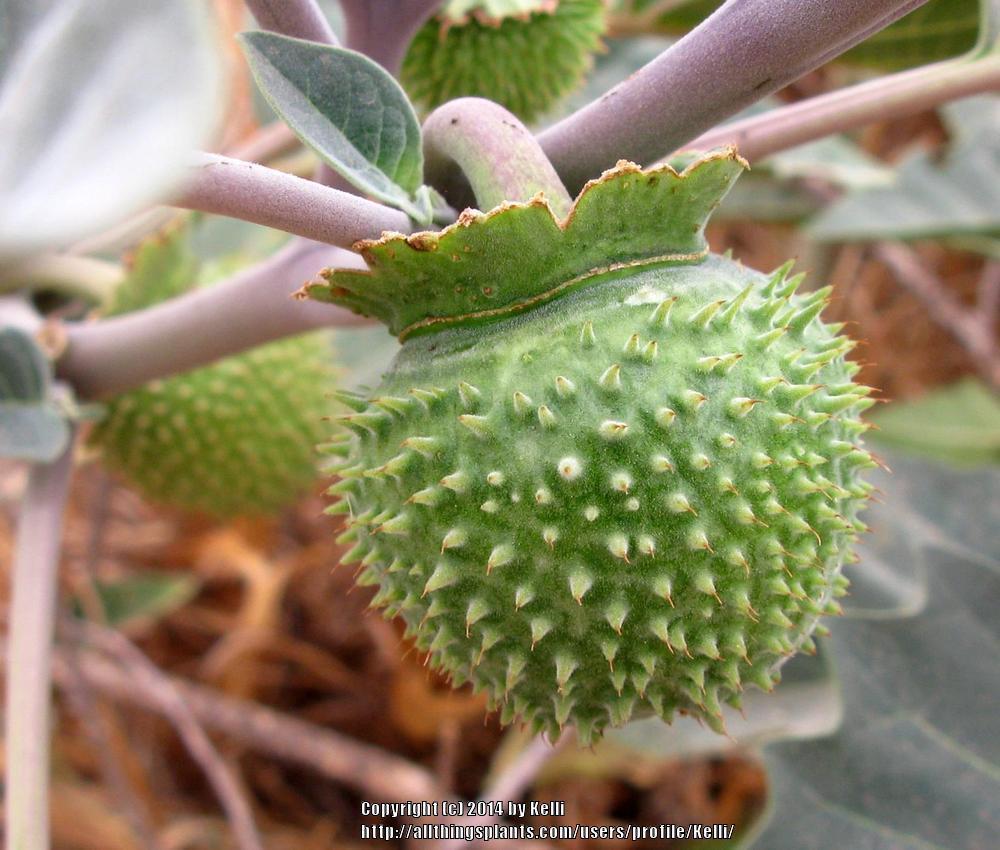 Photo of Southwestern Thorn Apple (Datura wrightii) uploaded by Kelli