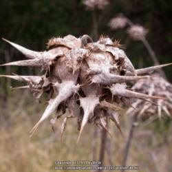 Location: Upper Las Virgenes Open Space Preserve, California
Date: 2013-07-31
Seed head after the seeds have fallen away