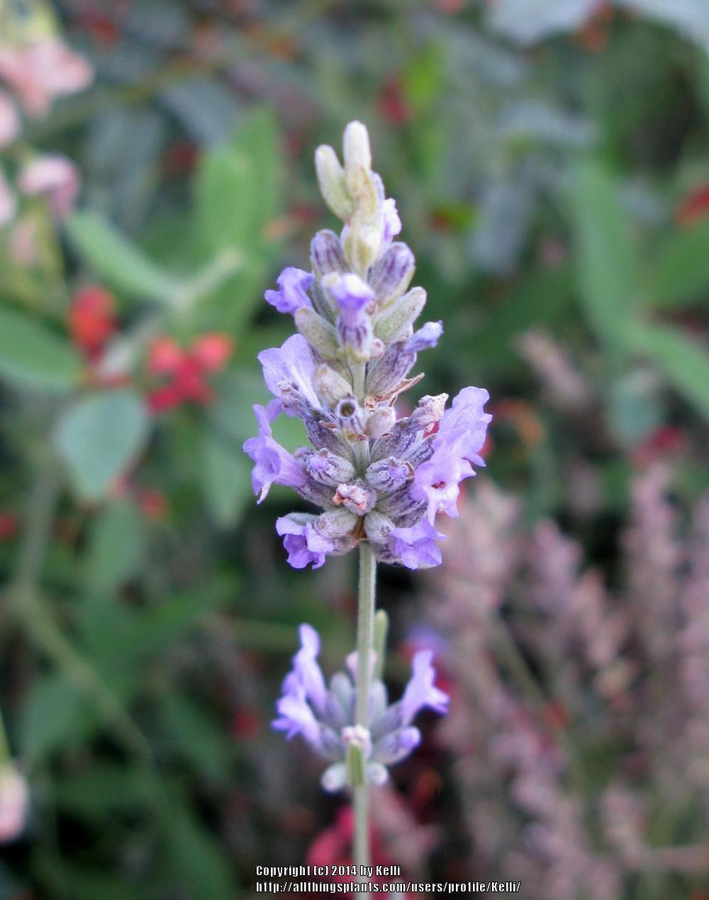 Photo of Lavender (Lavandula x intermedia 'Provence') uploaded by Kelli