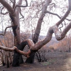 Location: Point Mugu State Park, California
Date: 2013-06-04
Brush fire survivor