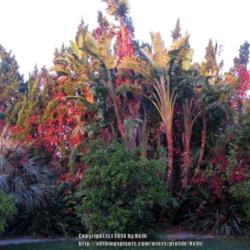 Location: Canoga Park, California
Date: 2013-10-11
Good fall color, even in zone 10