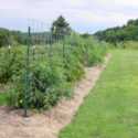  Growing Tomatoes with Free-Standing Hog Panel, Straw, and Bale Twine