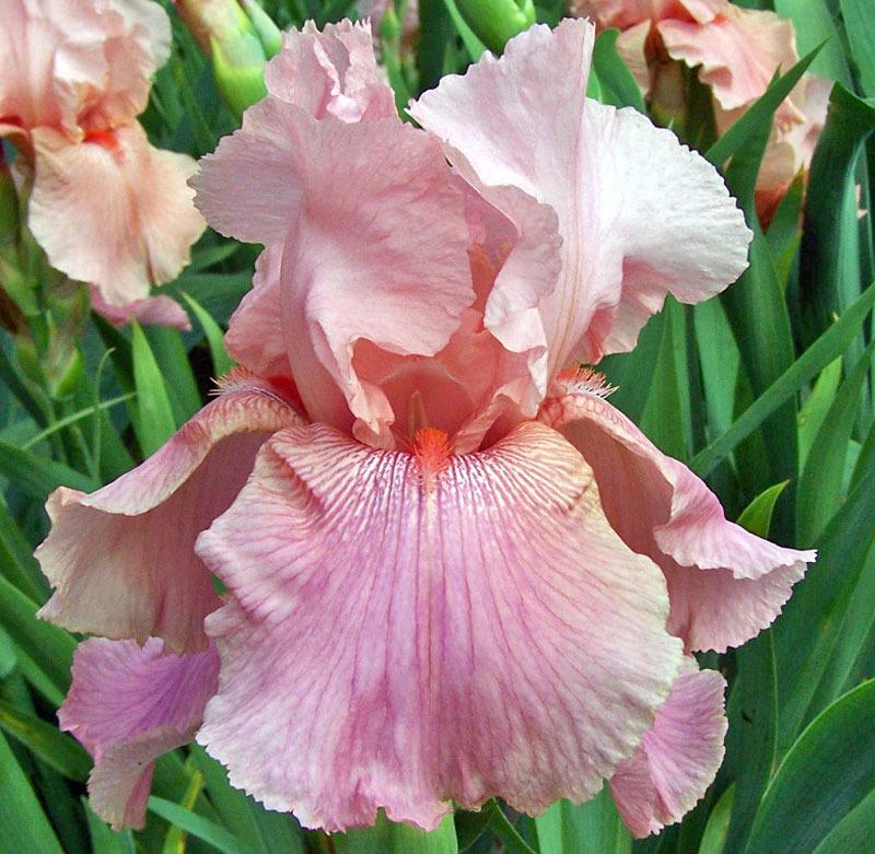 Photo of Tall Bearded Iris (Iris 'Ovation') uploaded by TBGDN