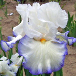 Location: My Gardens
Date: May 29, 2008
Gorgeous Iris From Kerr