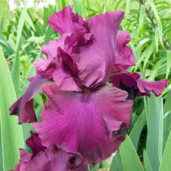 Location: My Gardens
Date: June 4, 2008
A Single Bloom