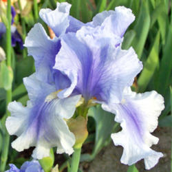 Location: My Gardens
Date: May 30, 2008
Nice Iris, Good Growth Habits