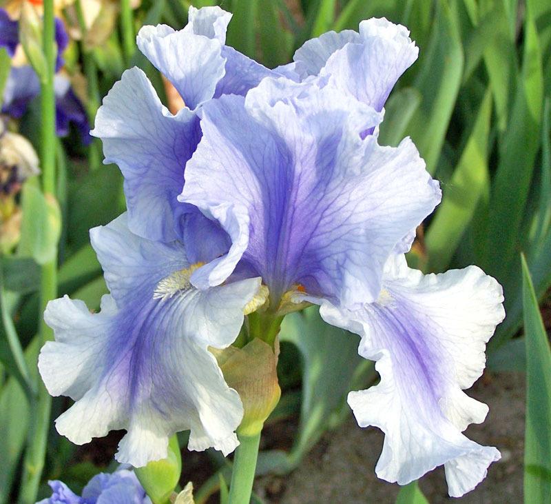 Photo of Tall Bearded Iris (Iris 'Olympiad') uploaded by TBGDN
