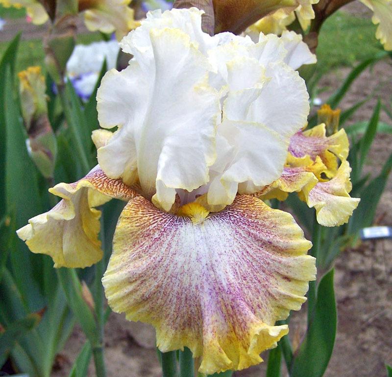Photo of Tall Bearded Iris (Iris 'Ring Around Rosie') uploaded by TBGDN