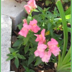 Location: Sebastian, Florida
Date: 2014-03-08
Antirrhinum majus. I do not know what the cultivar is. Only suppo