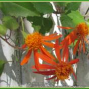 Attractive orange blooms that attract bees and butterflies! Bloom