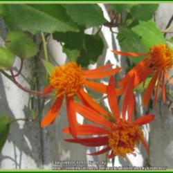 Location: Sebastian, Florida
Date: 2014-03-08
Attractive orange blooms that attract bees and butterflies! Bloom