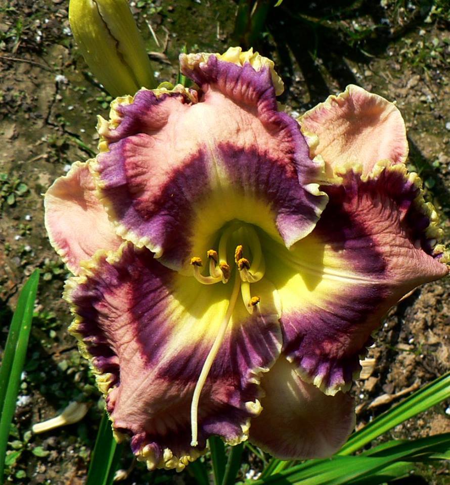 Photo of Daylily (Hemerocallis 'Moving Pictures') uploaded by carolannz