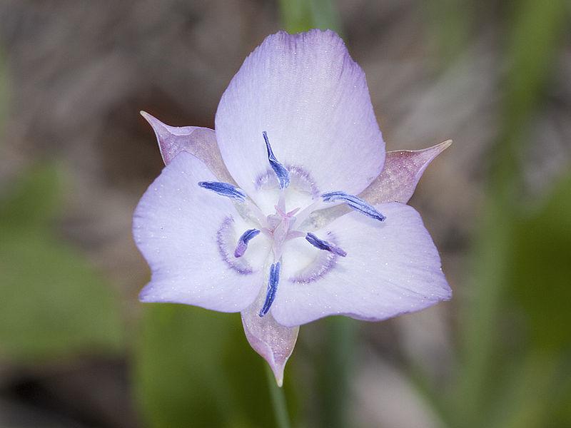 Photo of Naked Mariposa Lily (Calochortus nudus) uploaded by robertduval14