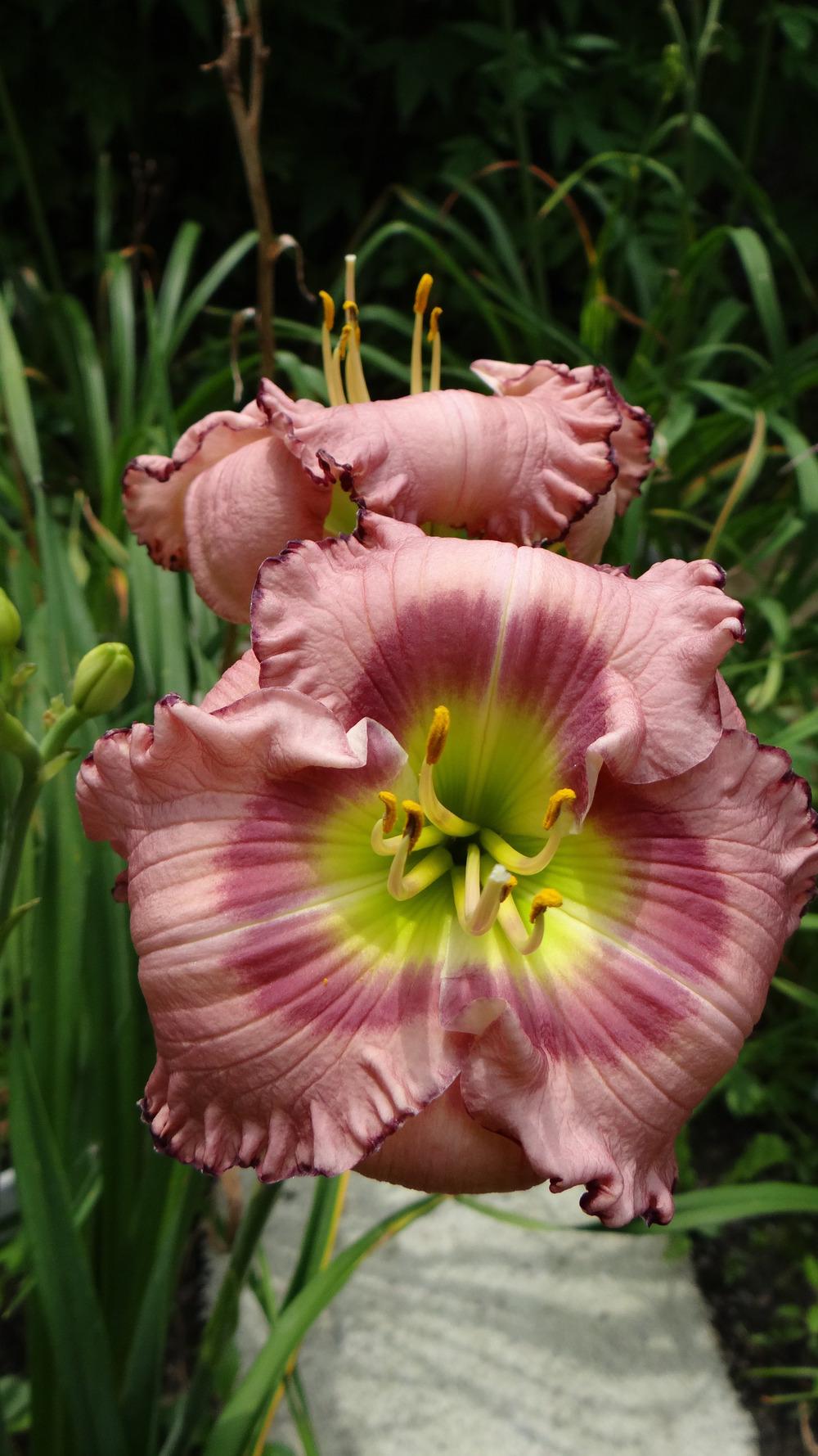 Photo of Daylily (Hemerocallis 'With a Kiss') uploaded by snickerspooh