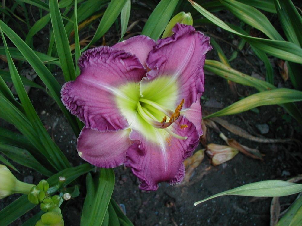 Photo of Daylily (Hemerocallis 'Lee's Loss') uploaded by snickerspooh