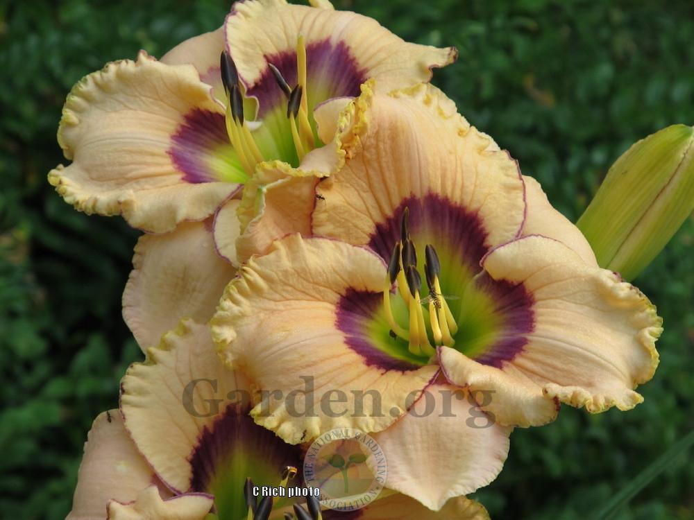 Photo of Daylily (Hemerocallis 'Patterns in Time') uploaded by Char