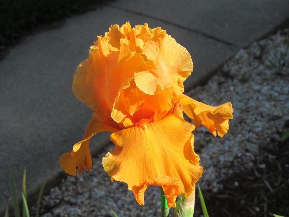 Photo of Tall Bearded Iris (Iris 'Orange Splash') uploaded by Fillup