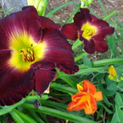 Location: Asheville, NC
Date: 2013-06-29
Ranks right below 'Dominic' on my list of favorite dark daylilies