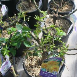 Location: Denver Metro CO
Date: 2014-03-08
Potted bareroot rose @ Tagawa Garden Centers.