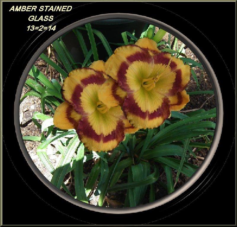 Photo of Daylily (Hemerocallis 'Amber Stained Glass') uploaded by Joy