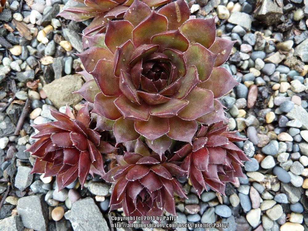 Photo of Hen and Chicks (Sempervivum 'Eminent') uploaded by Patty