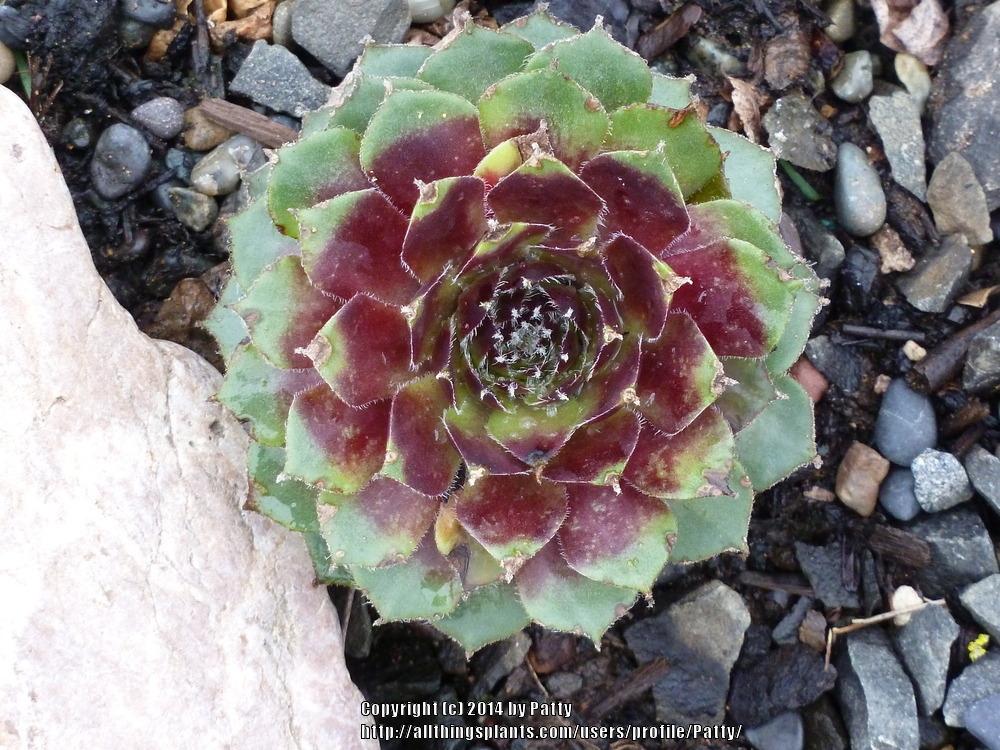 Photo of Hen and Chicks (Sempervivum 'Rauhreif') uploaded by Patty