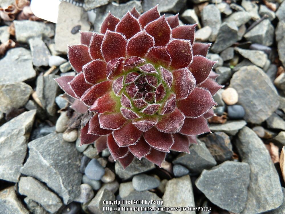 Photo of Hen and Chicks (Sempervivum 'Pruhonice') uploaded by Patty