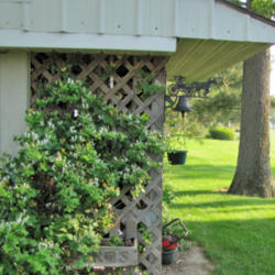 Location: My Gardens
Date: June 8, 2011
Covering Lattice Work On Tool Shed
