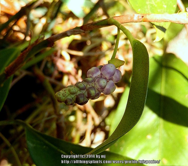 Photo of Anthurium scandens subsp. pusillum uploaded by mjsponies