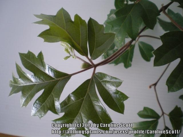 Photo of Grape Ivy (Cissus alata) uploaded by CarolineScott